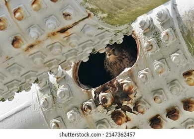 common kestrel is nesting in the bridge