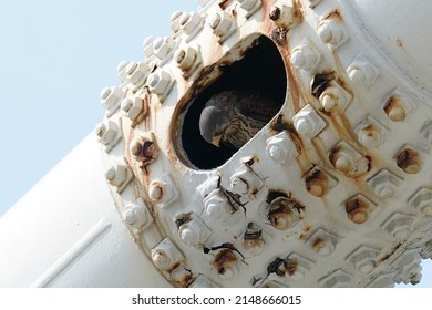 common kestrel is nesting on a bridge