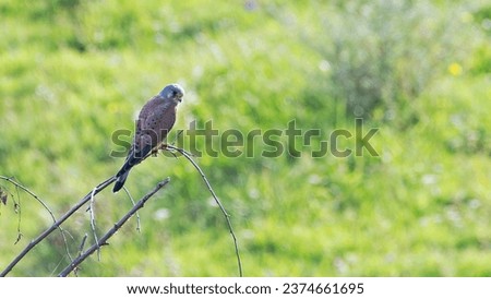 Common Kestrel resting on a twig in a green meadow