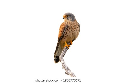 Common kestrel sitting on branch cut out on white background.