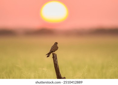 Common Kestrel In Sunset time at Talchapar Grassland - Powered by Shutterstock