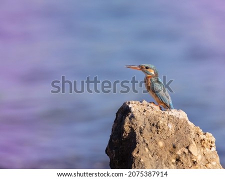 Common King fisher take from qatar doha (migrant birds)