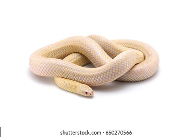 Common King Snake Albino Isolated On White Background