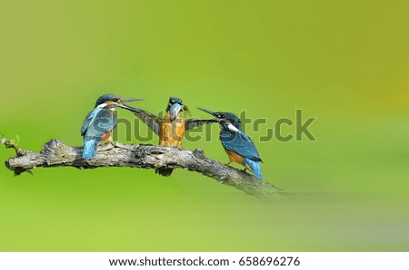 Similar – Kingfisher couple on a branch