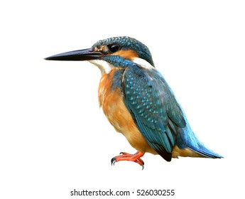 Common Kingfisher (Alcedo atthis)  Beautiful blue bird mix with turquoise color isolated on white background, exotic nature