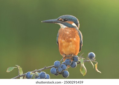 Common kingfisher Alcedo atthis bird songbird wildlife nature predator cock o the north, beautiful animal mountain finch, animal, bird watching ornithology, flower bud fauna wildlife Europe