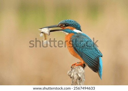 Common kingfisher Alcedo atthis bird songbird wildlife nature predator cock o the north, beautiful animal mountain finch, animal, bird watching ornithology, flower bud fauna wildlife Europe