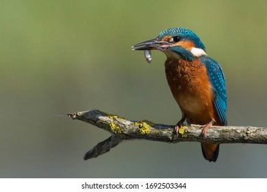 Common Kingfisher (Alcedo atthis) Eurasian kingfisher and river kingfisher.Bird sitting on a branch whit fish.Birds of Europe. Italy