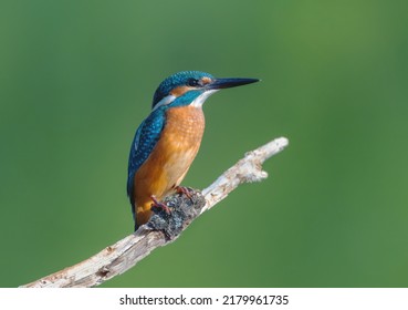 Common Kingfisher (Alcedo atthis) Eurasian kingfisher or river kingfisher sits on a branch on a blurry green background