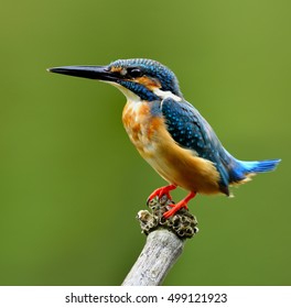 Common Kingfisher (Alcedo Atthis) Eurasian Or River Kingfisher, A Pretty Blue Bird Wagging Tail While Perching On Twig In The Stream With Blur Green Background