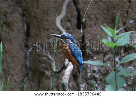 Image, Stock Photo Kingfisher on a branch