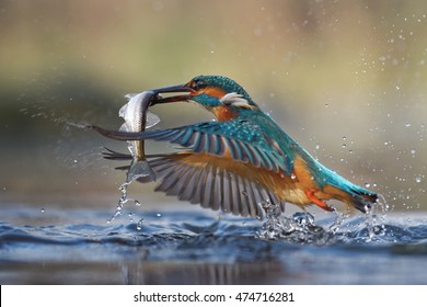 Common kingfisher (Alcedo atthis) flying with fish
