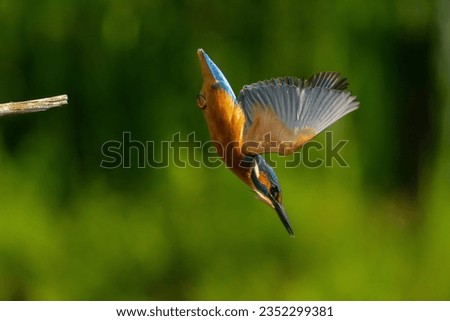 Common Kingfisher (Alcedo atthis) flying and diving for fish in the forest in the Netherlands