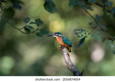 Common Kingfisher Alcedo atthis hunting by the river, beautiful colorful bird sitting on the branch and hunting fish, catching fish
