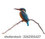Common kingfisher -  Alcedo atthis isolated on white background