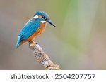 The common kingfisher (Alcedo atthis), also known as the Eurasian or river kingfisher, is a small bird with seven subspecies recognized within its wide distribution across Eurasia and North Africa