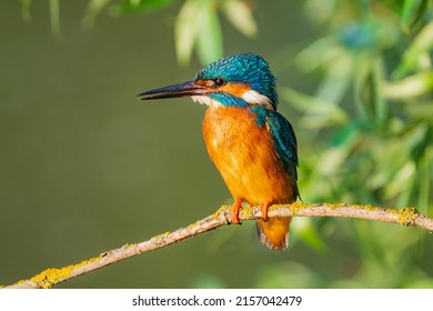 The common kingfisher (Alcedo atthis), also known as the Eurasian kingfisher and river kingfisher, is a small kingfisher.