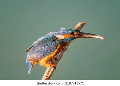The common kingfisher (Alcedo atthis), also known as the Eurasian kingfisher and river kingfisher, is a small kingfisher.