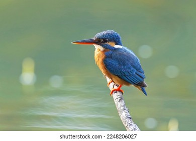The common kingfisher (Alcedo atthis), ledňáček říční also known as the Eurasian kingfisher sitting on a branch catching fish. - Shutterstock ID 2248206027