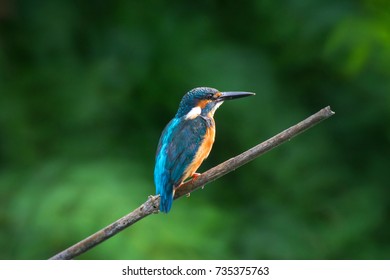 The common kingfisher (Alcedo atthis) also known as the Eurasian kingfisher, and river kingfisher, is a small kingfisher with seven subspecies recognized within its wide distribution across Eurasia 