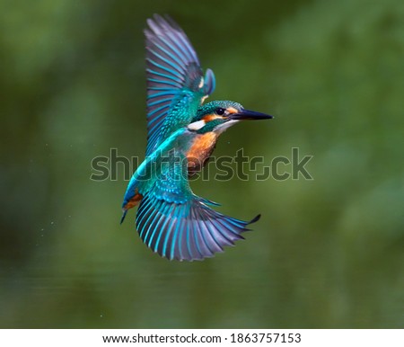 The common kingfisher (Alcedo atthis) also known as the Eurasian kingfisher in natural habitat