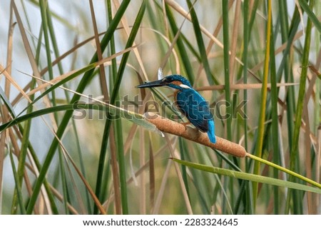 Common kingfisher (Alcedo atthis), also known as the Eurasian kingfisher and river kingfisher, with fish catch near Nalsarovar in Gujarat, India