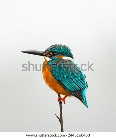 Kingfisher perched on a branch