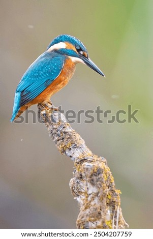 Similar – Image, Stock Photo Kingfisher (Alcedo atthis), male on his perch, Stuttgart, Baden-Württemberg, Germany, Europe