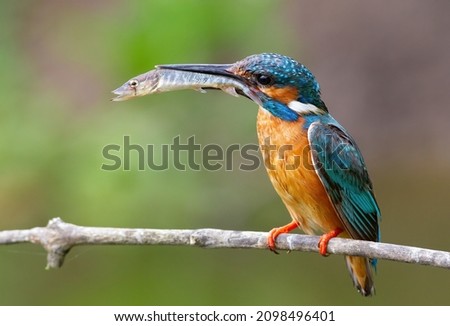 Similar – Image, Stock Photo Kingfisher (Alcedo atthis), male on his perch, Stuttgart, Baden-Württemberg, Germany, Europe