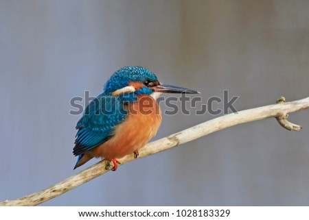 Similar – Kingfisher perched on a branch