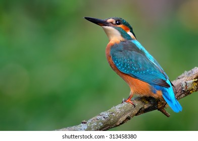 Common kingfisher (Alcedo atthis) on the branch - Shutterstock ID 313458380