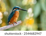 The common kingfisher (Alcedo atthis) is one of the migrated birds to Island of Borneo started from September until April. Beautiful and stunning birds