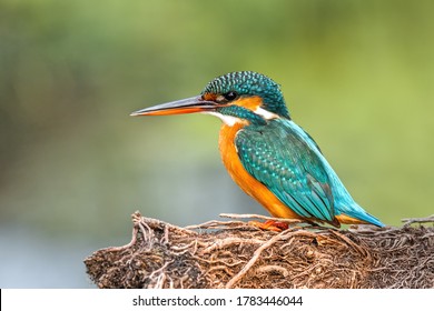 A Common Kingfisher (Alcedo atthis) perched on a tree branch in a green blurred forest background at Keoladeo National Park, Bharatpur, Rajasthan, India  