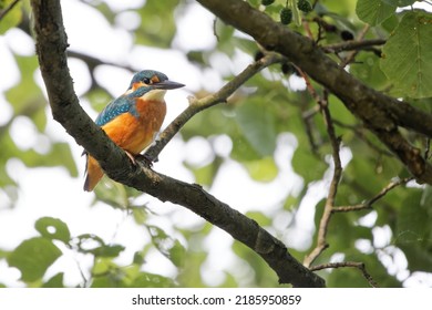 Common kingfisher (Alcedo atthis) perched on a branch