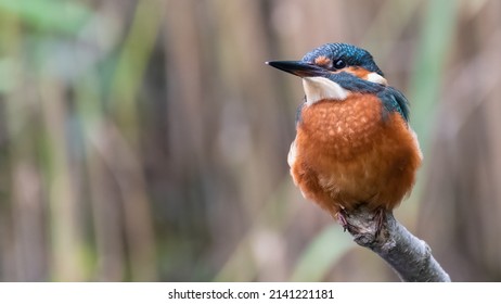 Common kingfisher (Alcedo atthis) perches in front of reeds, Norfolk, UK. Cute kingfisher portrait. 