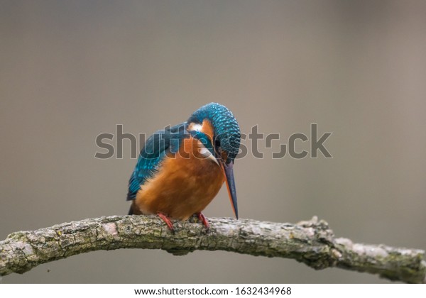 Common Kingfisher\
(Alcedo atthis) sit on\
tree
