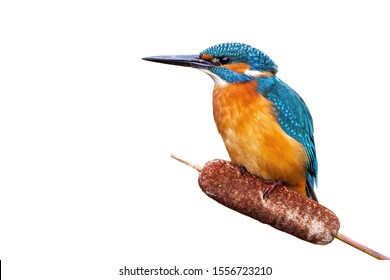 Common kingfisher, alcedo atthis, watching around from a top of reed grass with copy space cut out on white background. Isolated male adult bright blue and orange bird.