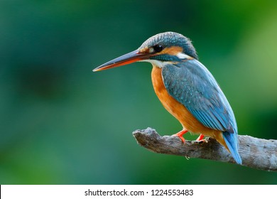 The common kingfisher (Alcedo atthis) wetlands birds's colored feathers from different birds that live in ponds, swamps. Clamp winter migratory birds stayed about 3 months, Bang Poo, Thailand. - Shutterstock ID 1224553483