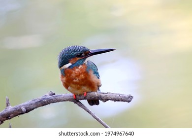 The common kingfisher (Alcedo atthis) wetlands birds's colored feathers from different birds that live in ponds, swamps. Clamp winter migratory birds stayed about 6 months,Queen Sirikit Park, Thailand