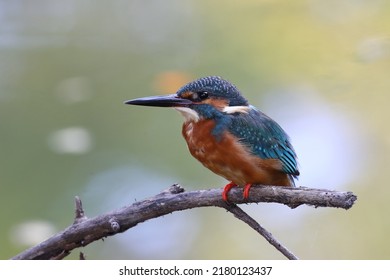 The common kingfisher (Alcedo atthis) wetlands birds's colored feathers from different birds that live in ponds, swamps. Clamp winter migratory birds stayed about 3 months, Bang Poo, Thailand.