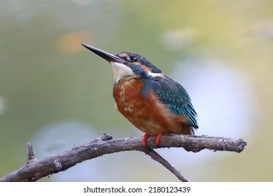 The common kingfisher (Alcedo atthis) wetlands birds's colored feathers from different birds that live in ponds, swamps. Clamp winter migratory birds stayed about 3 months, Bang Poo, Thailand.