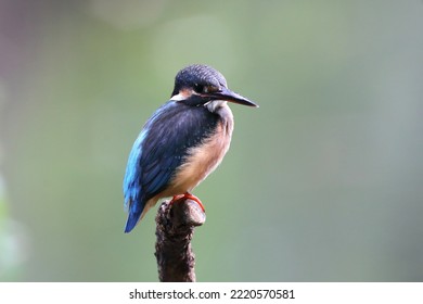 The Common Kingfisher (Alcedo Atthis) Wetlands Birds's Colored Feathers From Different Birds That Live In Ponds, Swamps. Clamp Winter Migratory Birds