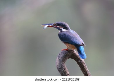 The Common Kingfisher (Alcedo Atthis) Wetlands Birds's Colored Feathers From Different Birds That Live In Ponds, Swamps. Clamp Winter Migratory Birds Stayed About 5 Months, Parks, Thailand