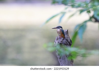 The Common Kingfisher (Alcedo Atthis) Wetlands Birds's Colored Feathers From Different Birds That Live In Ponds, Swamps. Clamp Winter Migratory Birds Stayed About 5 Months, Parks, Thailand
