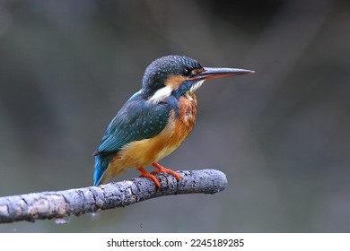 The common kingfisher (Alcedo atthis) wetlands birds's colored feathers from different birds that live in ponds, swamps. Clamp winter migratory birds stayed about 5 months, parks, Thailand - Shutterstock ID 2245189285