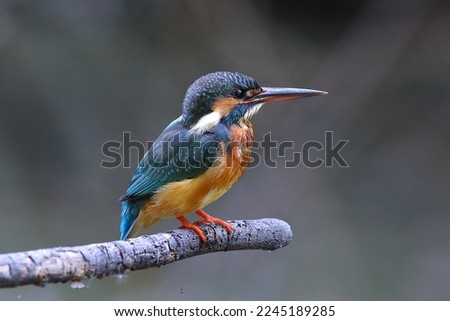 The common kingfisher (Alcedo atthis) wetlands birds's colored feathers from different birds that live in ponds, swamps. Clamp winter migratory birds stayed about 5 months, parks, Thailand