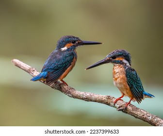 Common Kingfisher , ( Alcedo atthis)rest on branch in nature. - Shutterstock ID 2237399633