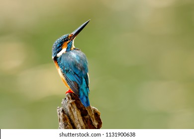 The common kingfisher (Alcedo atthis)the Eurasian kingfisher, and river kingfisher, is a small kingfisher with seven subspecies recognized within its wide distribution across Eurasia and North Africa. - Shutterstock ID 1131900638