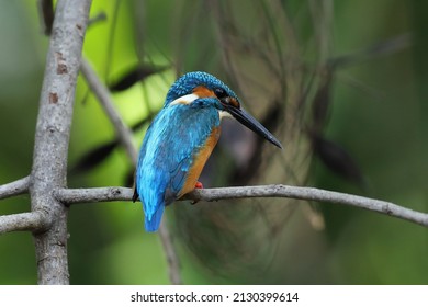 The common kingfisher (Alcedo atthis)the Eurasian kingfisher, and river kingfisher, is a small kingfisher with seven subspecies recognized within its wide distribution across Eurasia and North Africa
