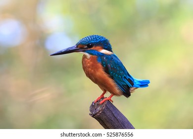 Common Kingfisher Bird